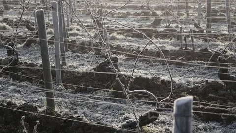 Frozen vineyard Video stock 303137660