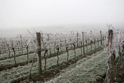 Frozen vineyard Stock-Fotos