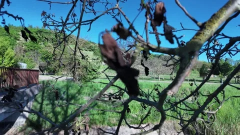 Frozen walnut leaves after spring frosts. Frozen walnut tree leaves. The concept Stock Footage 275264999