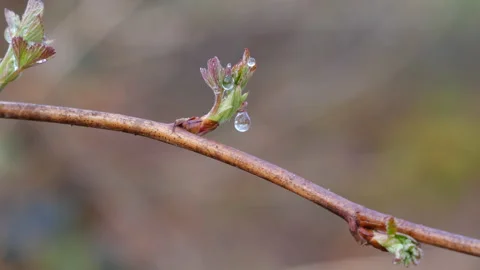 Frozen water drops an fresh leafs on a twig Stock Footage 152261335