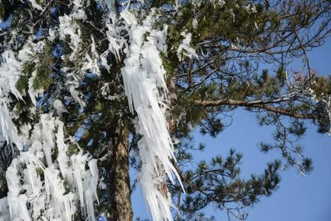 Frozen Water on the Tree Stock Photos