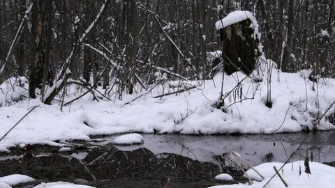 Frozen Water In The Winter Forest Video stock 84145410