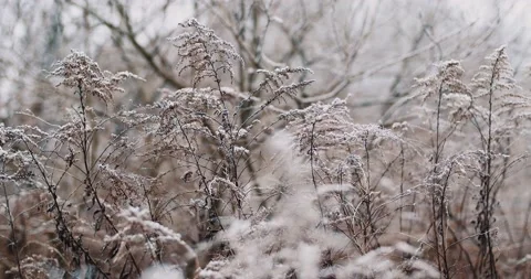 Frozen weeds Vídeos de archivo 202266686