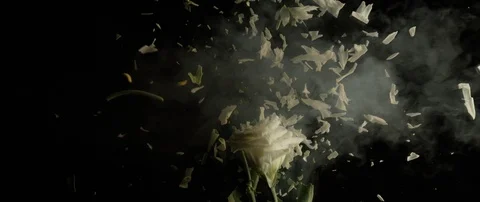 Frozen white flowers breaks on a dark surface and breaks into small pieces Stock Footage 106005330