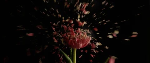 Frozen white red flower breaks on a dark surface and breaks into small pieces Stock Footage 106005058