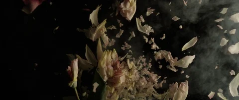 Frozen white rose breaks on a dark surface and breaks into small pieces Stock Footage 106004595