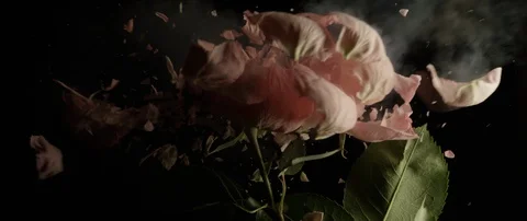 Frozen white rose breaks on a dark surface and breaks into small pieces Stock Footage 106004653