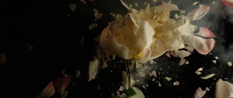 Frozen white rose breaks on a dark surface and breaks into small pieces Stock Footage 106004720