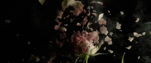 Frozen white rose breaks on a dark surface and breaks into small pieces Stock Footage 106004814