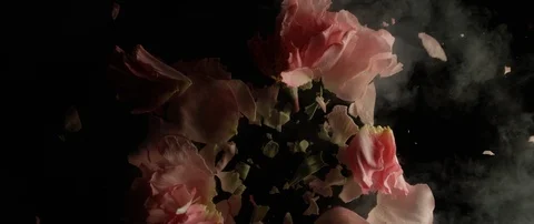 Frozen white rose breaks on a dark surface and breaks into small pieces Stock Footage 106005175