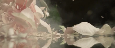 Frozen white rose breaks on a dark surface and breaks into small pieces Stock Footage 106005480