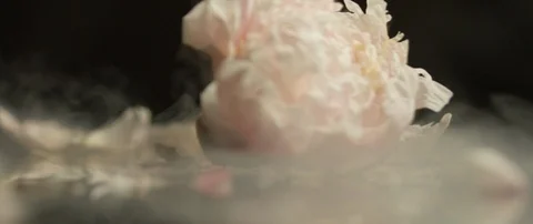 Frozen white rose breaks on a dark surface and breaks into small pieces Stock Footage 106005855