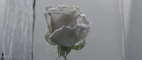 A frozen white rose rotates in an ice cube on white background Stock Footage 106006435