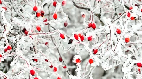 Frozen wild berries in winter Stock Footage 169222590