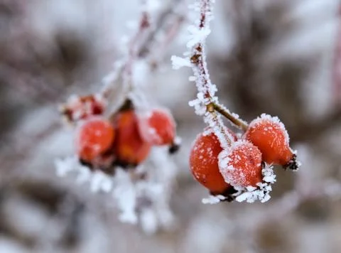 Frozen wild briars Stock Photos
