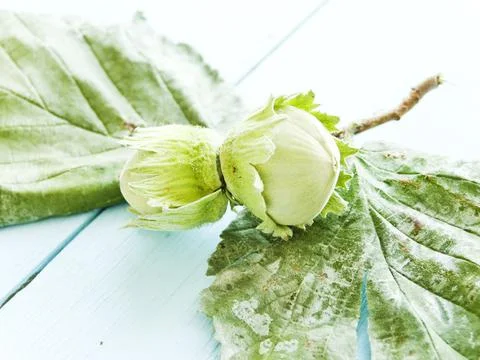 Frozen wild hazelnuts Stock Photos