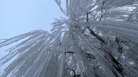 Frozen willow tree branches with hoarfrost Stock Footage 313338566