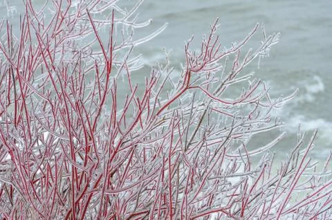 Frozen winter background Fotos de archivo