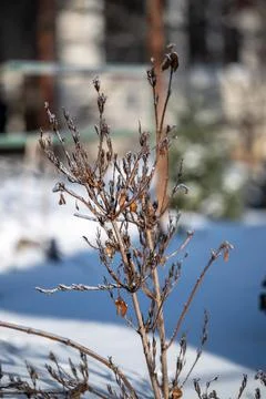 Frozen winter branches covered in ice under sunlight 库存照片