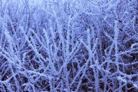 Frozen Winter Branches Stock Photos