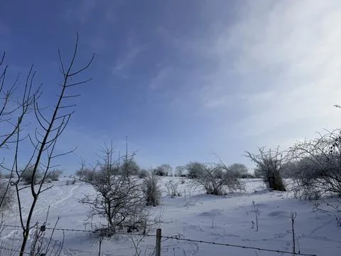 Frozen winter field with bare trees under clear blue sky and fresh snow Stock Photos