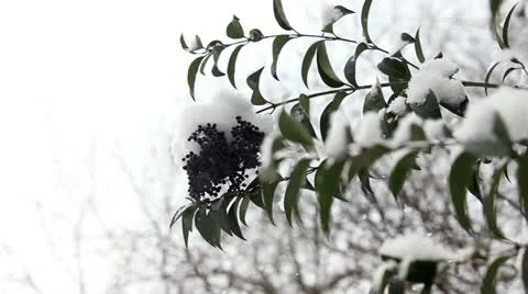 Frozen winter Stock Footage 21991598