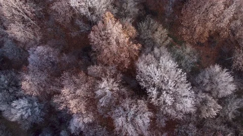 Frozen Winter Forest Aerial Stock Footage 168970311