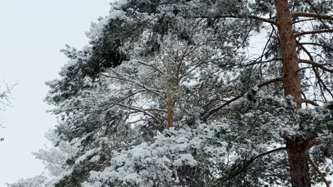 Frozen winter forest deeply covered with snow. Clip. Cloudy sky. Slow motion Stock-Footage 222288596