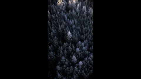 Frozen winter forest during the sunrise. Aerial 4K drone video. Stock Footage 296550612
