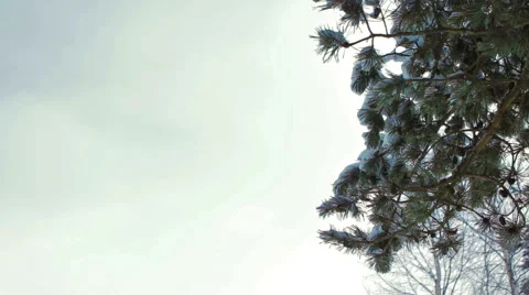 Frozen Winter Forest Video stock 61354470