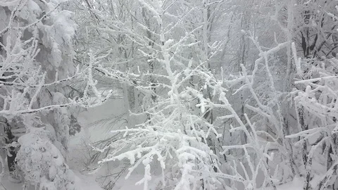 Frozen winter forest 動画素材 87071519
