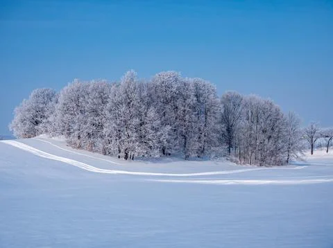 Frozen winter forest in freezing cold Stock Photos