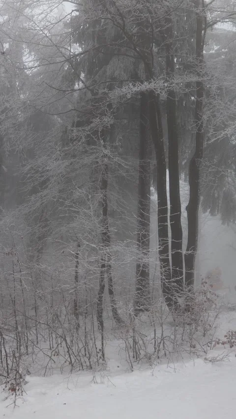 Frozen winter forest with icy branches in soft mist Stock Footage 327093628