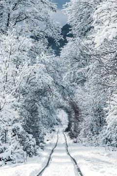 Frozen winter forest Stock Photos