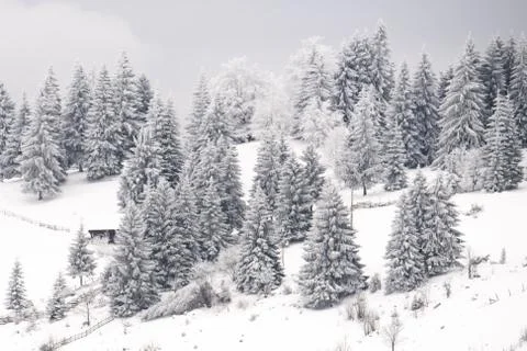 Frozen winter forest pine trees in December Stock Photos