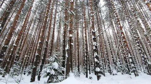 Frozen winter forest in snow . Camera moving in the winter forest. Video stock 140955153