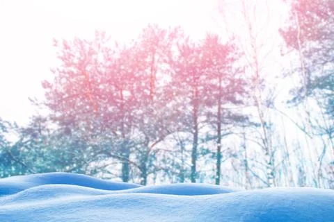 Frozen winter forest with snow covered trees. Stock Photos