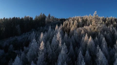 Frozen winter forest with sun rays. Aerial 4K drone video. Stock Footage 296550605