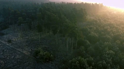Frozen winter forest in the sunset, aerial view Stock Footage 71779528