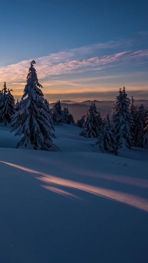 Frozen Winter Forest at Sunset, Vertical Stock Footage 318073494