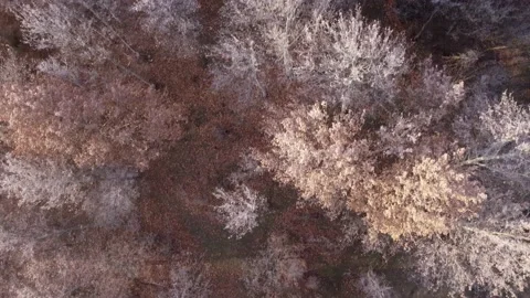 Frozen winter forest top view Stock Footage 168571974