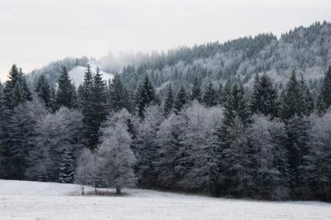 Frozen winter forest, trees covered by snow Stock Photos