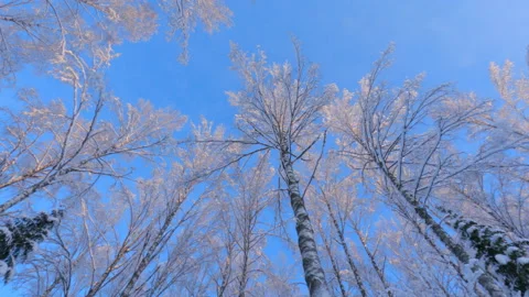 Frozen winter forest treetops against clear blue sky Stock Footage 146670241