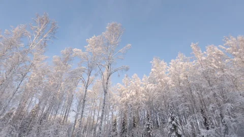 Frozen winter forest treetops against clear blue sky Stock Footage 147615272