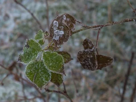 Frozen winter leaves Stock Photos