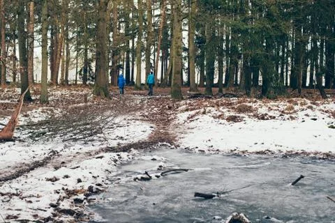 Frozen winter pine forest with two hikers. Stock Photos
