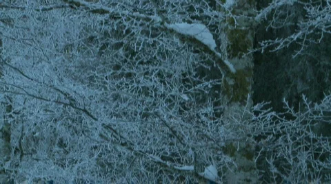 Frozen winter tree Stock Footage 303616