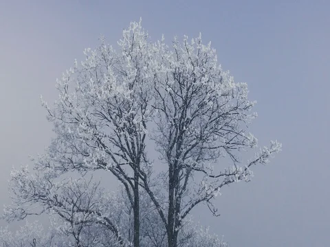 Frozen Winter Tree Stock Footage 73548916