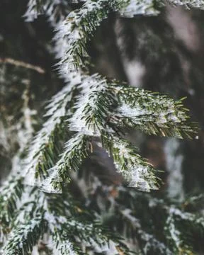 Frozen winter tree Stock-Fotos