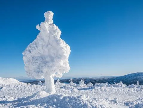 Frozen Winter Tree in a Picturesque Snowy Landscape Stock Photos